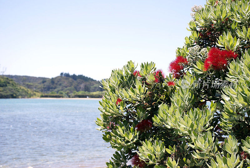 新西兰Pohutukawa &海景